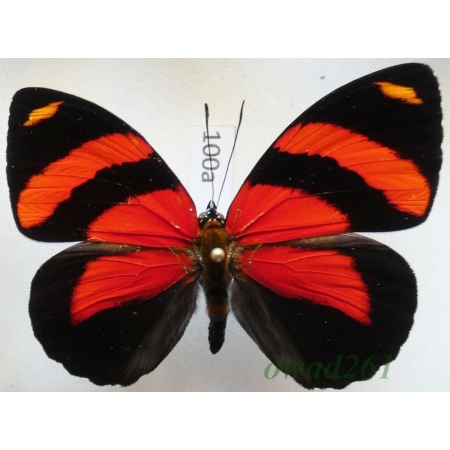Callicore cynosura (Doubleday & Hewitson, 1847 Peru100a